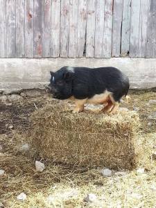 Pete - formerly known as Petunia.