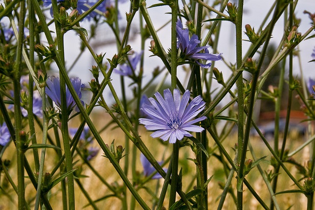 chicory