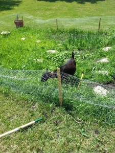 Ma "helping" me weed the garden.