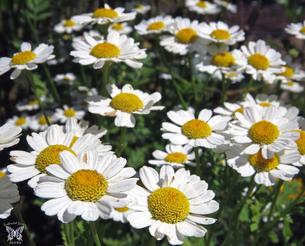 feverfew