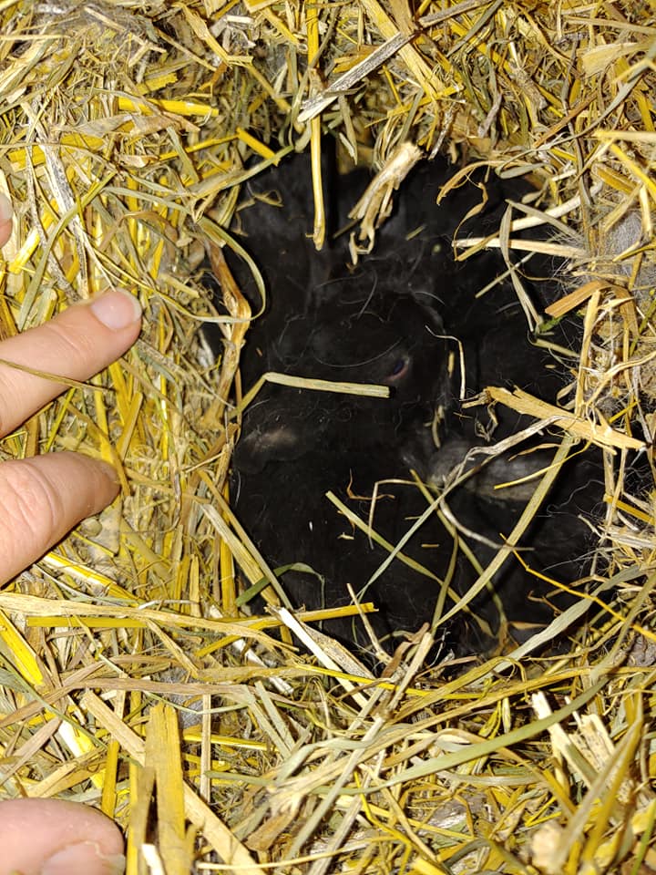 48390057_10216382324463953_8301739687983185920_n