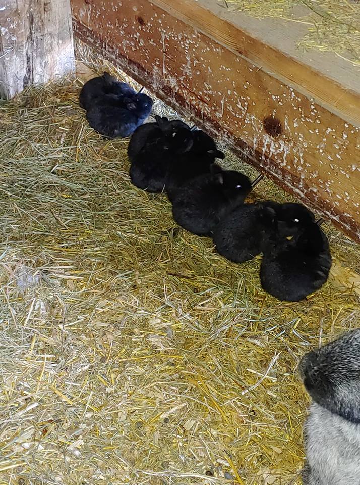 49235725_10216469383840383_9223352443213971456_n