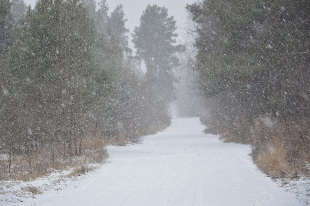 Snowy forest in a blizzard, snow falls