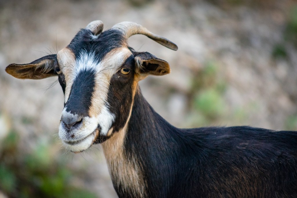 Goat with horns looking at the camera