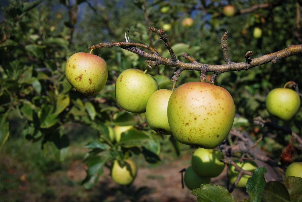 Ripe apples on a tree