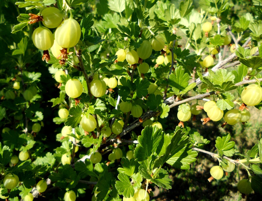 Gooseberry with leaves