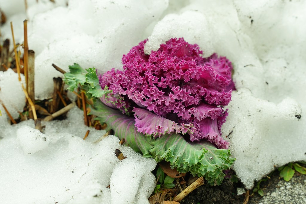 Purple cabbage in the snow.