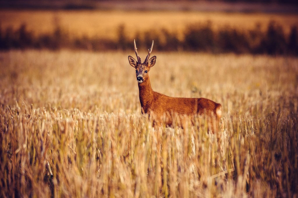 wild row deer