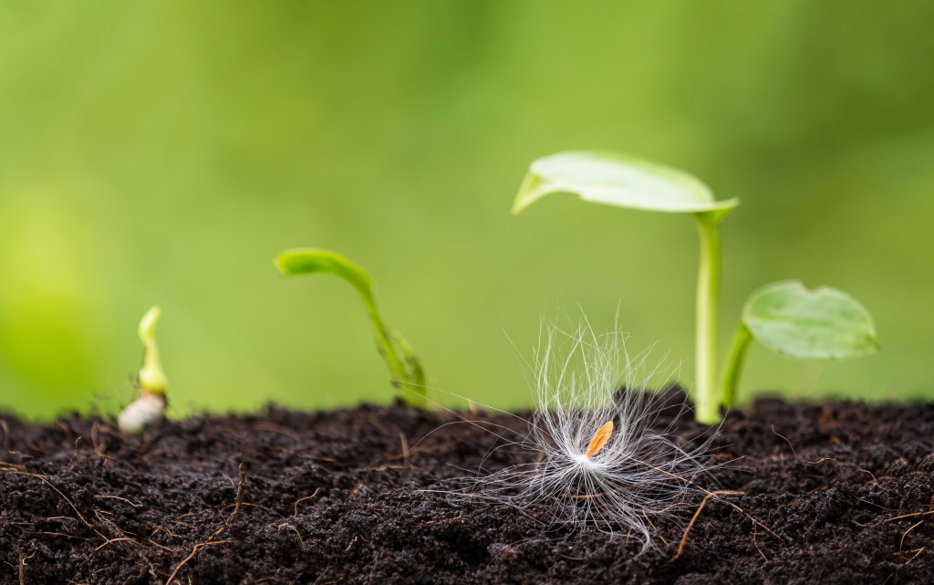 little sprouts are growing on greenery background
