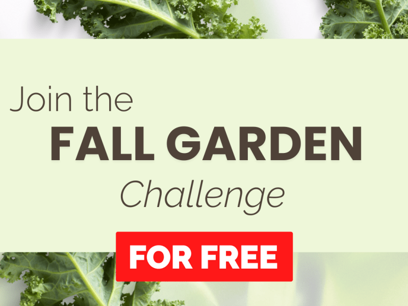 Fall growing made easy! Here’s how to grow fresh food this&nbsp;fall.